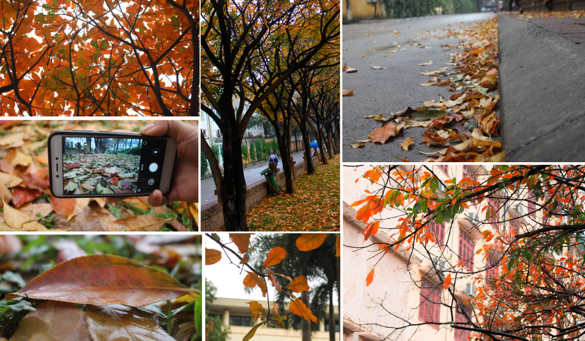 Giới trẻ nô nức check-in con đường lá vàng khuôn viên ĐH Sư Phạm